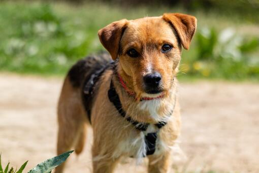 Patterdale Terrier Dog Breed Information | Purina